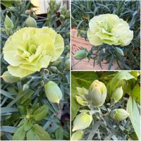 カーネーション,鉢植え,つぼみ,花のある暮らし,母の日プレゼントの画像