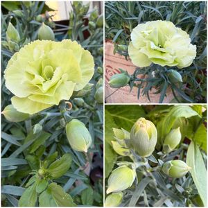 カーネーション,鉢植え,つぼみ,花のある暮らし,母の日プレゼントの画像