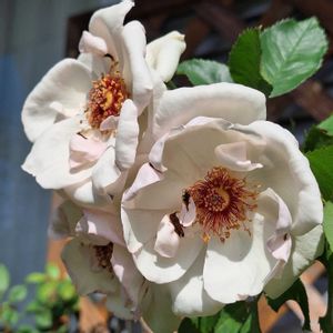バラ・ミニバラ,バラを楽しむ,咲いてくれてありがとう❤,おうち園芸,小さな庭の画像