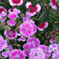 撫子(なでしこ),鉢植え,ガーデニング,散策,ヨーグルトの日の画像