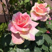 パプテシア,花のある暮らし,バラを楽しむ,かわいいピンク,庭の画像