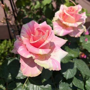 パプテシア,花のある暮らし,バラを楽しむ,かわいいピンク,庭の画像