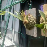 ビカクシダ,キヨヒメ,ビカクシダ ライディーン,ビカクシダ キヨヒメ,ライディーンの画像