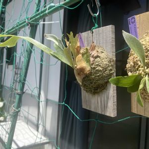 ビカクシダ,キヨヒメ,ビカクシダ ライディーン,ビカクシダ キヨヒメ,ライディーンの画像