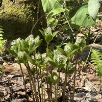 ヒトリシズカ,野草,北海道,在来種,札幌の画像