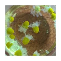 カモミール,ジャーマンカモミール,ハーブ,カモミールティー,無抵抗の画像