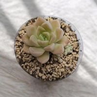 石の花,多肉植物,楚々の多肉植物図鑑の画像