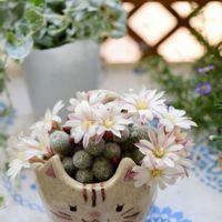 サボテン,レブチア アルビフローラ,多肉植物,サボテンの花,すーちゃんのサボテンの画像