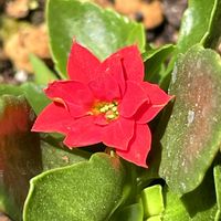 カランコエ,挿し芽から育てるの画像