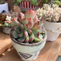 多肉植物,多肉寄せ植え,エケベリア属,多肉棚,多肉植物のある暮らしの画像