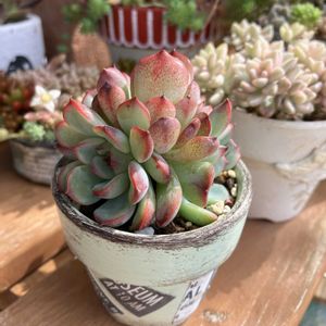 多肉植物,多肉寄せ植え,エケベリア属,多肉棚,多肉植物のある暮らしの画像