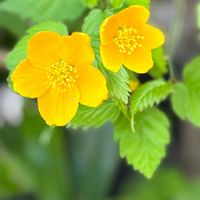 コバノズイナ,ジューンベリー,ジューンベリー,ヤマブキ,ヤマブキの画像