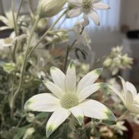 フランネルフラワー,フランネルフラワー エンジェルスター,ガーデニング,白い花,植物のある暮らしの画像