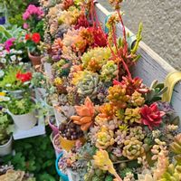 多肉植物,観葉植物,カラフル,ありがとう♡,多肉寄植え♡の画像