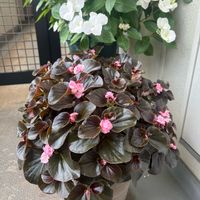 ベゴニア,ベゴニア ダブレット,花のある暮らし,お花大好き♡,ベランダの画像