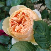 エキナセア,ポピー,黄色い花,ピンクの花,スマホ撮影の画像