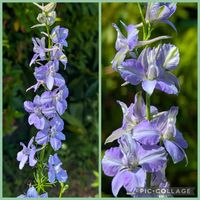 ハナビシソウ,ニワゼキショウ 庭石菖,チドリソウ(千鳥草),花のある暮らし,イチゴ♡の画像