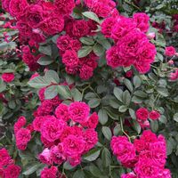 ブーゲンビリア,おでかけさき,ばら バラ 薔薇の画像