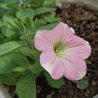 シラー,オルレア,サフィニア桃の輝き,花のある暮らし♡,おうち園芸の画像