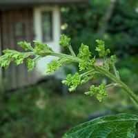 イボタノキ,カシワバアジサイ,センダン,柏葉紫陽花,コアジサイの画像