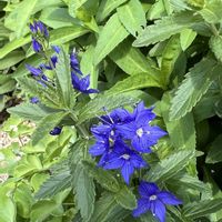 ベロニカ,青い花,宿根・多年草の画像