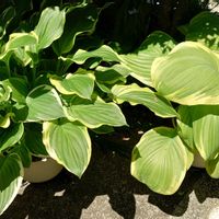 ギボウシ,ミニギボウシ,ホスタ,花のある暮らし,花のある生活の画像