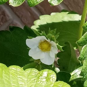 イチゴ,イチゴ,イチゴの花,イチゴの花,いちごの画像