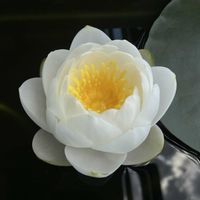 温帯スイレン,温帯睡蓮　サイアムサンストーン,温帯睡蓮　サイアムジャスミン,ベランダの画像
