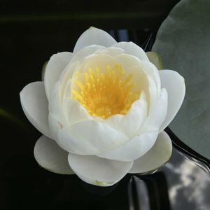 温帯スイレン,温帯睡蓮　サイアムサンストーン,温帯睡蓮　サイアムジャスミン,ベランダの画像