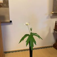 セロームの画像