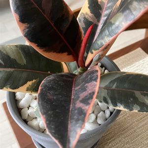 フィカス ルビー,観葉植物,室内,リビング・ダイニングの画像