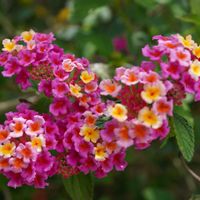 ランタナ,青空,観賞用,マクロ撮影,小花の画像