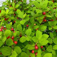ユスラウメ,花のある暮らし,ミッチの会,小さな庭の画像