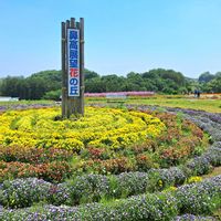 アグロステンマ,キンギョソウ,ネモフィラ,ネモフィラ,ノースポールの画像