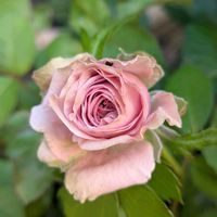 ポールセン ローズ,植物のある暮らし,botanical life,バラ・ミニバラ,ばら バラ 薔薇の画像