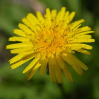 タンポポ,頭花,黄色い花,多年草,青空の画像