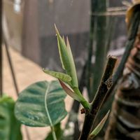フィカス パーセリー,フィカス　アスペラ　パーセリー,フィカス・ビレンス　スノーストーム,観葉植物,金魚の画像