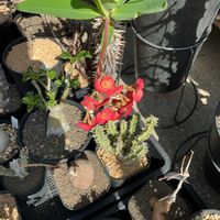 ユーフォルビア ビグエリー,ユーフォルビア ディディエレオイデス,多肉植物,塊根植物,珍奇植物の画像