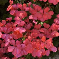 ゼラニウム,多年草,道端,観賞用,南アフリカ原産の画像