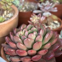 ファンクイーン,ピンクルビー,癒し,多肉植物のある暮らし,GSのみなさんに感謝♡の画像