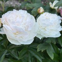 シャクヤク,シャクヤク,芍薬,芍薬,我が家の花壇の画像