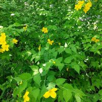シラユキゲシ,シロヤマブキ,ヤマブキ,ヤマブキソウ,ヤエヤマブキの画像