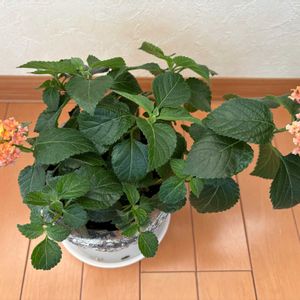 オレンジ,イエロー,窓辺の画像
