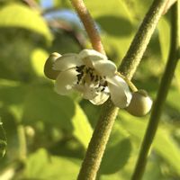 イチゴ,アロマティカス,雪割草,パセリ,青紫蘇の葉の画像
