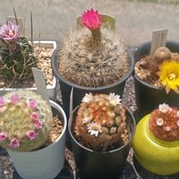 サボテン,着生ラン色々,サボテンの花,洋ラン,多肉植物とサボテンの画像