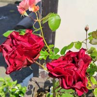 オダマキ,バラ,パンパスグラス,アスチルベ,鉢植えの画像
