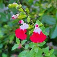 チェリーセージ,チェリーセージ ホットリップス,春のお花,春到来！,キュートなお花の画像
