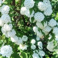 コデマリ,花のある暮らし,植物のある暮らしの画像