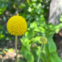 スカビオサ,タマシャジン,クラスぺデイア,紫の花,黄色の花の画像