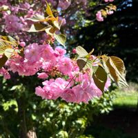 サクラ,八重桜,八重桜,ヤエザクラ (八重桜),近所の公園の画像